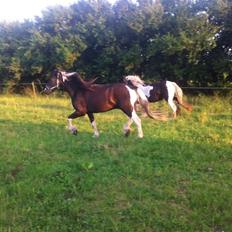 Irish Cob Daisy (solgt)