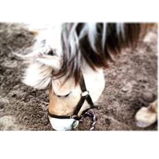 Fjordhest FJORDHEST EDDIE