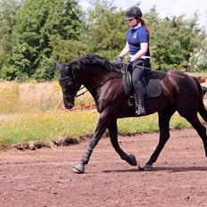 Dansk Varmblod Weltisjan