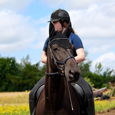 Dansk Varmblod Weltisjan