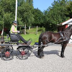 Koldblodstraver Holt Sjur (tidligere hest)