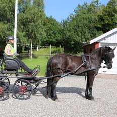Koldblodstraver Holt Sjur (tidligere hest)