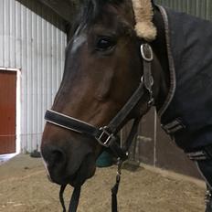 Dansk Varmblod Pyrus R.I.P <3