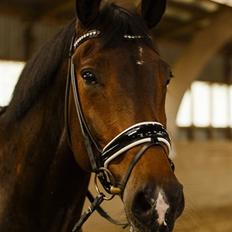 Dansk Varmblod Pyrus R.I.P <3