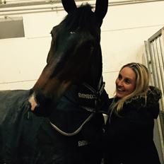 Dansk Varmblod Pyrus R.I.P <3