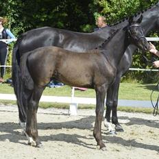 Dansk Varmblod got2be dreaming