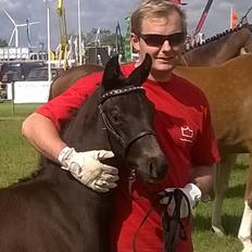 Dansk Varmblod got2be dreaming