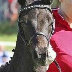 Dansk Varmblod got2be dreaming