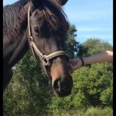 Dansk Varmblod Maison