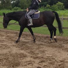 Hollandsk Varmblod Utah Boy