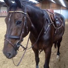 Hollandsk Varmblod Utah Boy