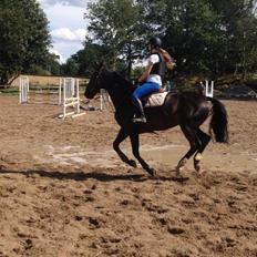 Hollandsk Varmblod Utah Boy