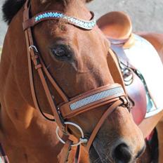 Anden særlig race Nørremarks Dunja