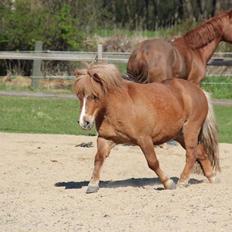 Anden særlig race Mini Max