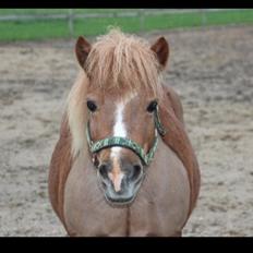 Anden særlig race Mini Max