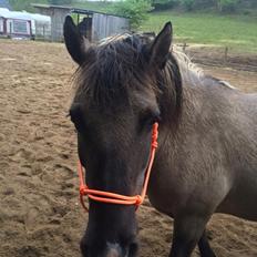 Anden særlig race Perle Solei