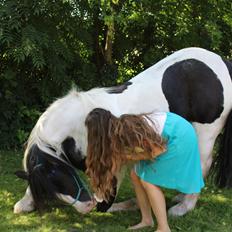 Irish Cob Bundolos Indira