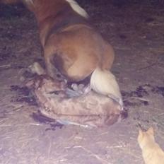 Islænder Sólstjarna fra Hollevej