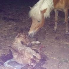 Islænder Sólstjarna fra Hollevej