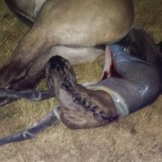 Islænder Happadís fra Hollevej