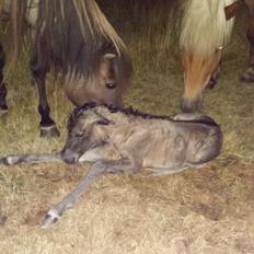 Islænder Happadís fra Hollevej