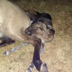 Islænder Happadís fra Hollevej