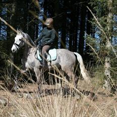 Anden særlig race Alfred *Tidligere hest*