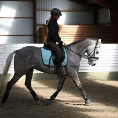 Anden særlig race Alfred *Tidligere hest*