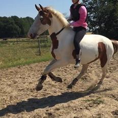 Anden særlig race Manifique