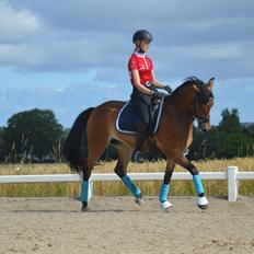 New Forest Gaia Hippios