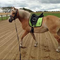Haflinger Mitavia kaldes baby