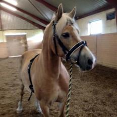 Haflinger Mitavia kaldes baby