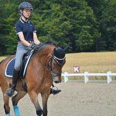 New Forest Gaia Hippios