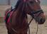 Tysk Sportspony Capper