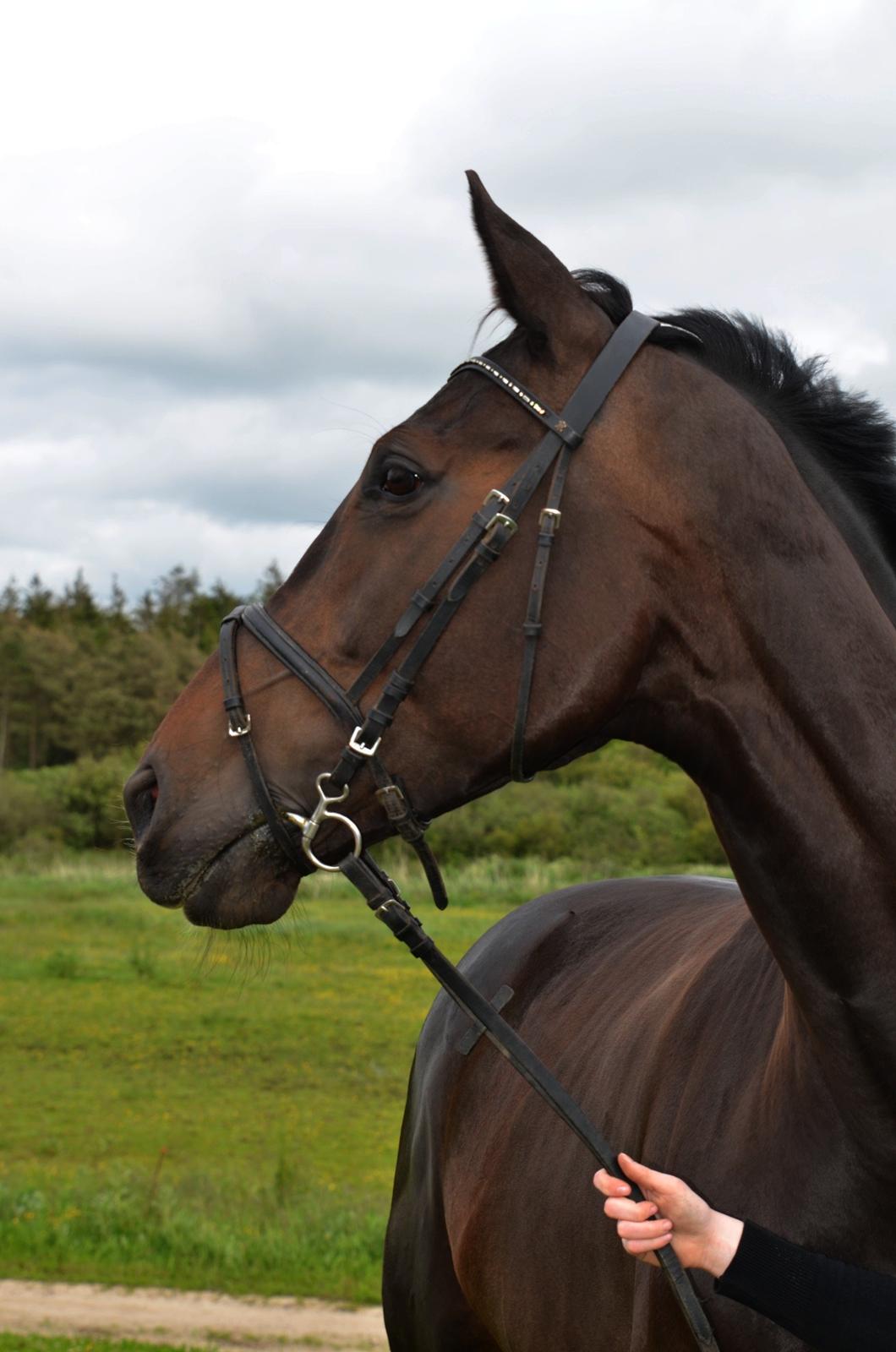 Dansk Varmblod Stald Nyborgs Chantell - Foto: Anita H. Rasmussen billede 43