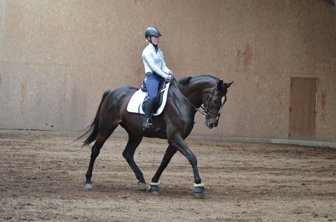 Dansk Varmblod Stald Nyborgs Chantell - Sidste ridetur. Tak for to helt igennem fantastiske år, du er den bedste hest man kunne tænke sig! <3 Foto: Anita H. Rasmussen billede 47