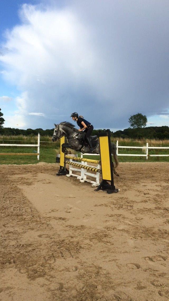 Anden særlig race Bækkeskovens Hurricane billede 4