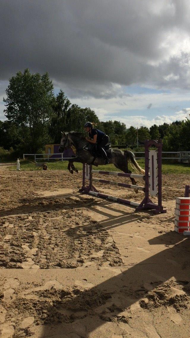 Anden særlig race Bækkeskovens Hurricane billede 1