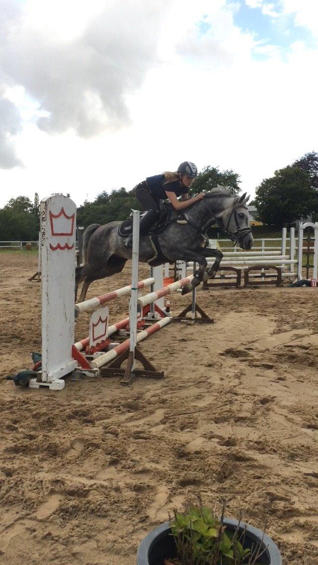 Anden særlig race Bækkeskovens Hurricane billede 2
