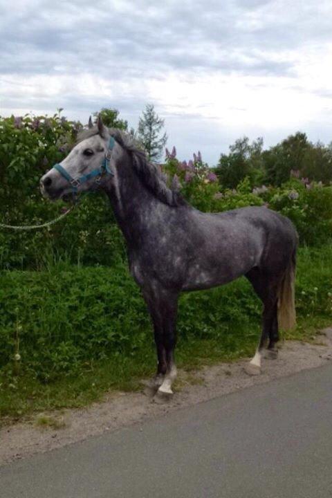 Anden særlig race Bækkeskovens Hurricane billede 3