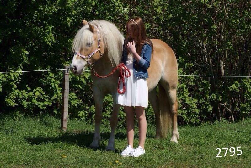 Tyroler Haflinger Monik billede 9