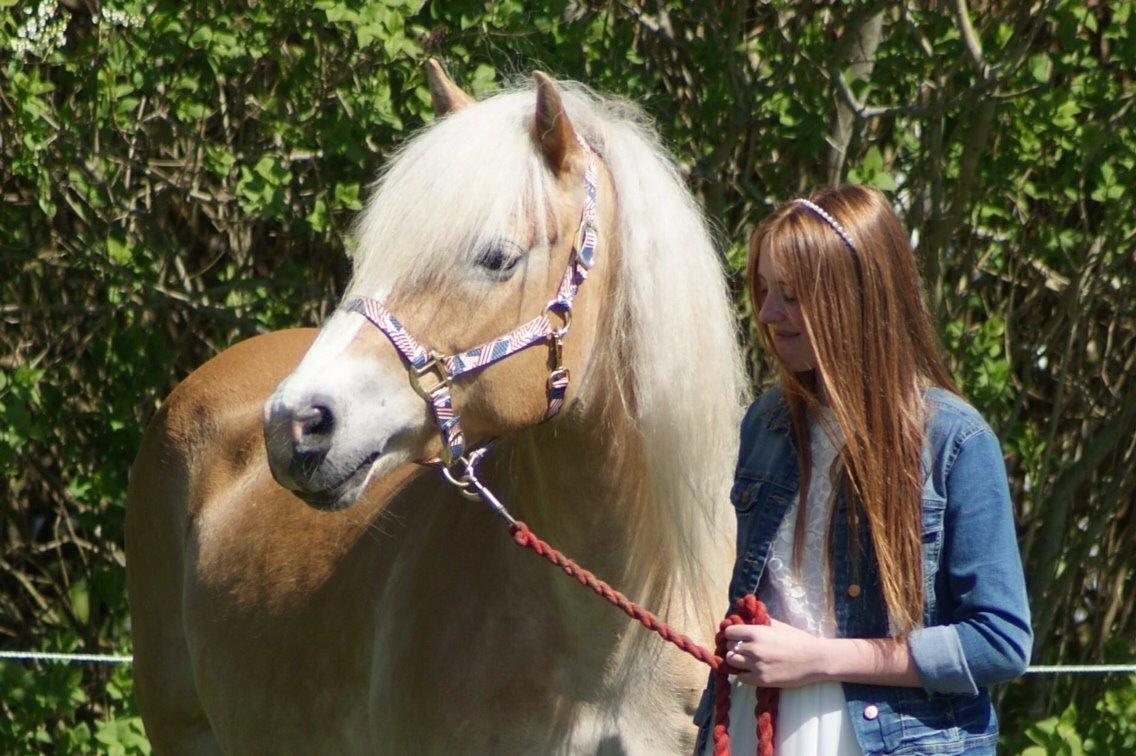 Tyroler Haflinger Monik billede 11