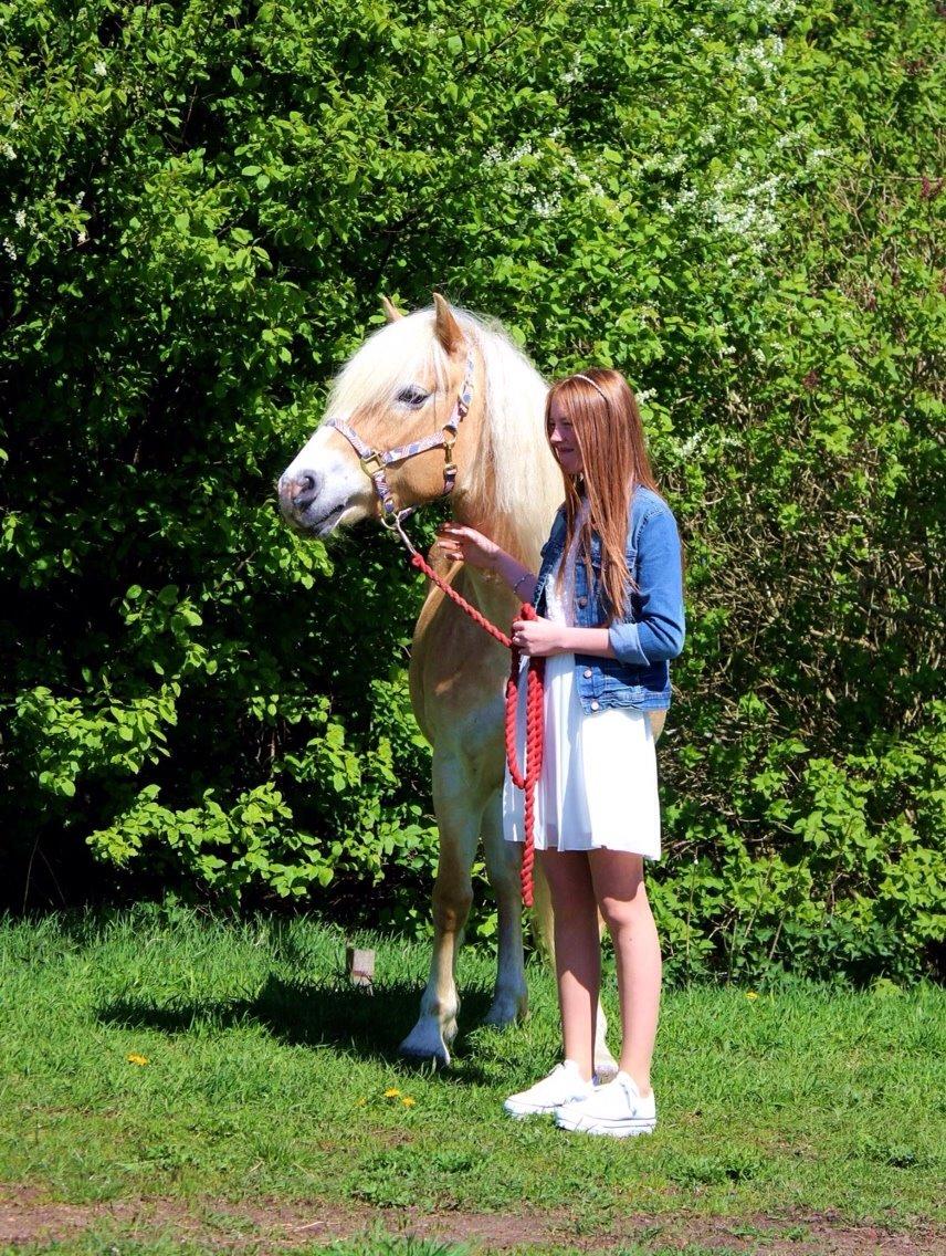 Tyroler Haflinger Monik billede 10