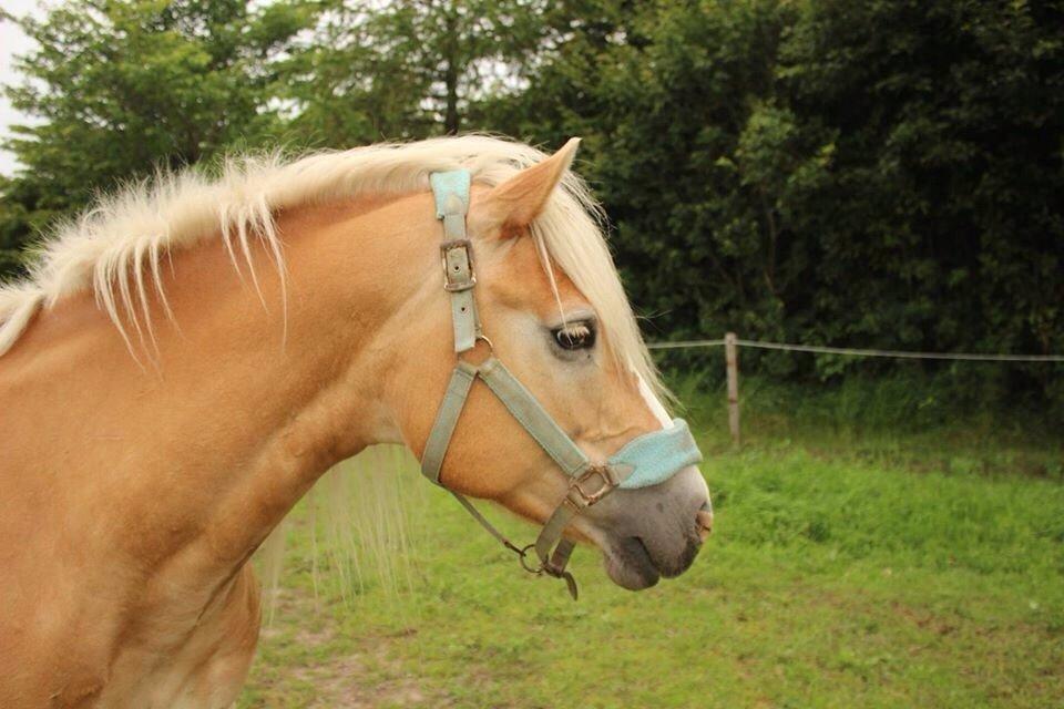 Tyroler Haflinger Monik billede 14