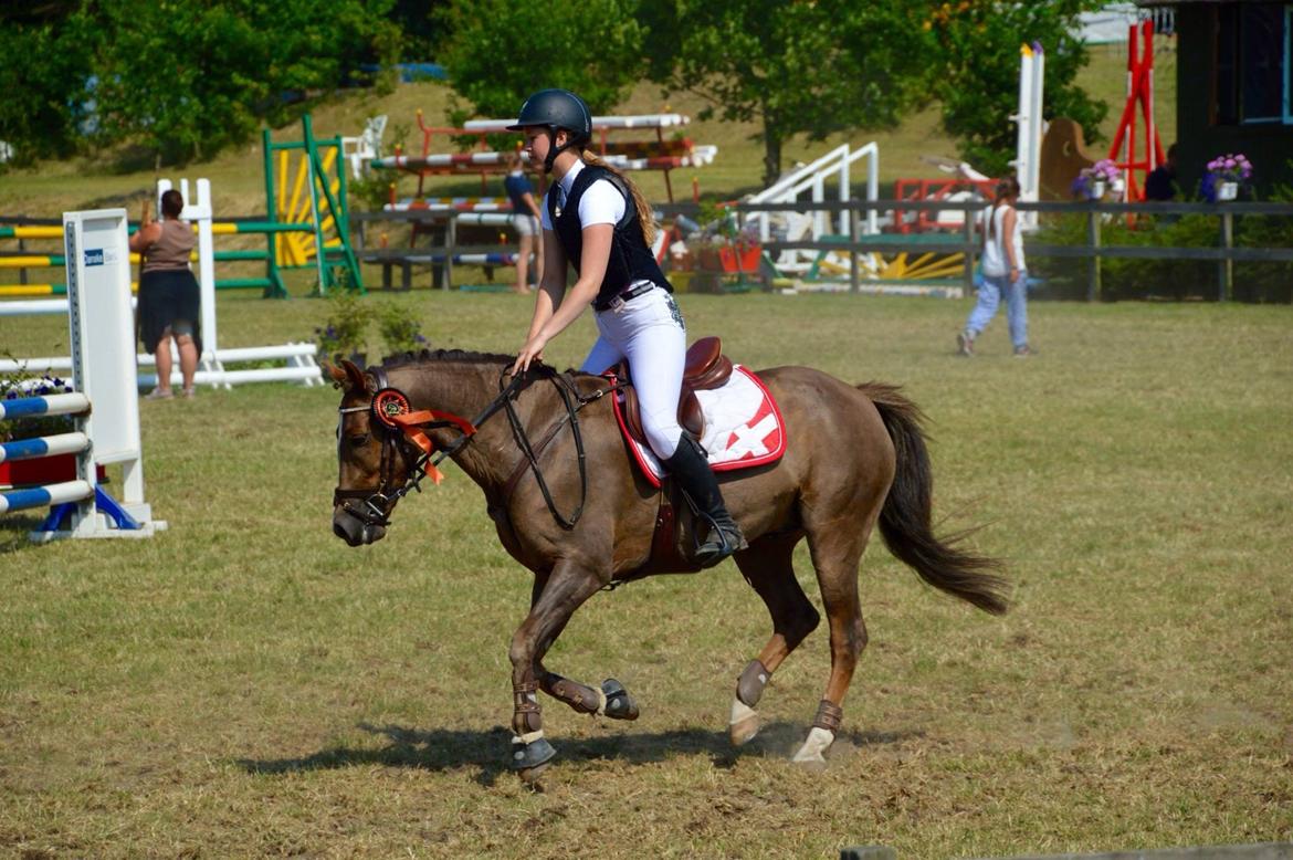 New Forest BØGELYS BØG - Placeret som nr 4 i D4 Horseshow finale, Bronze tur. billede 46