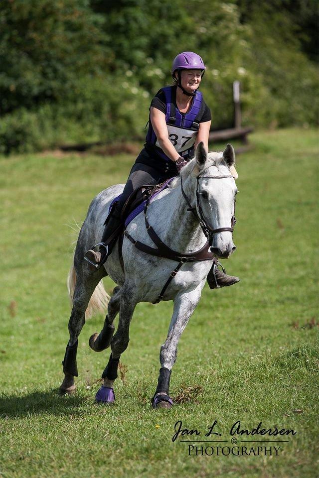 Dansk Varmblod Venus - cnc70 sønderskov 2015 billede 1