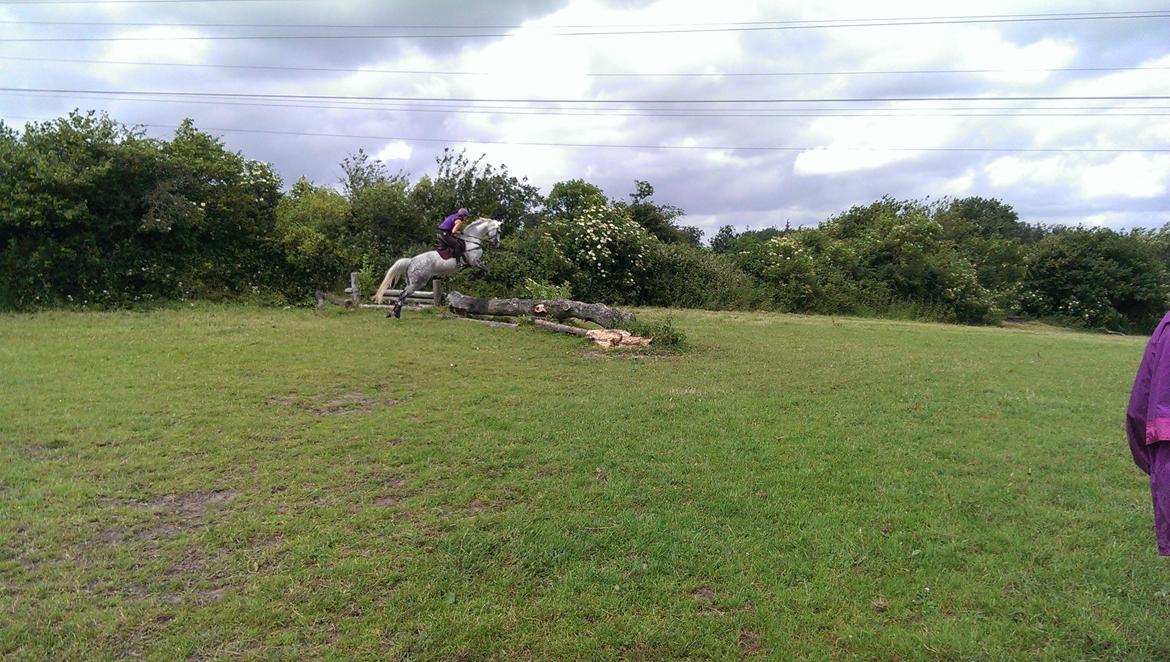 Dansk Varmblod Venus - træning sønderskov 2015 billede 7