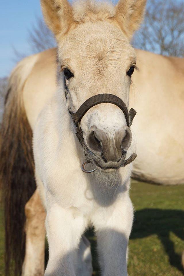 Fjordhest Ørvads aika billede 8