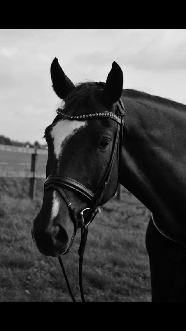 Dansk Varmblod Ejerbækgårds Zackary*Røde* billede 12