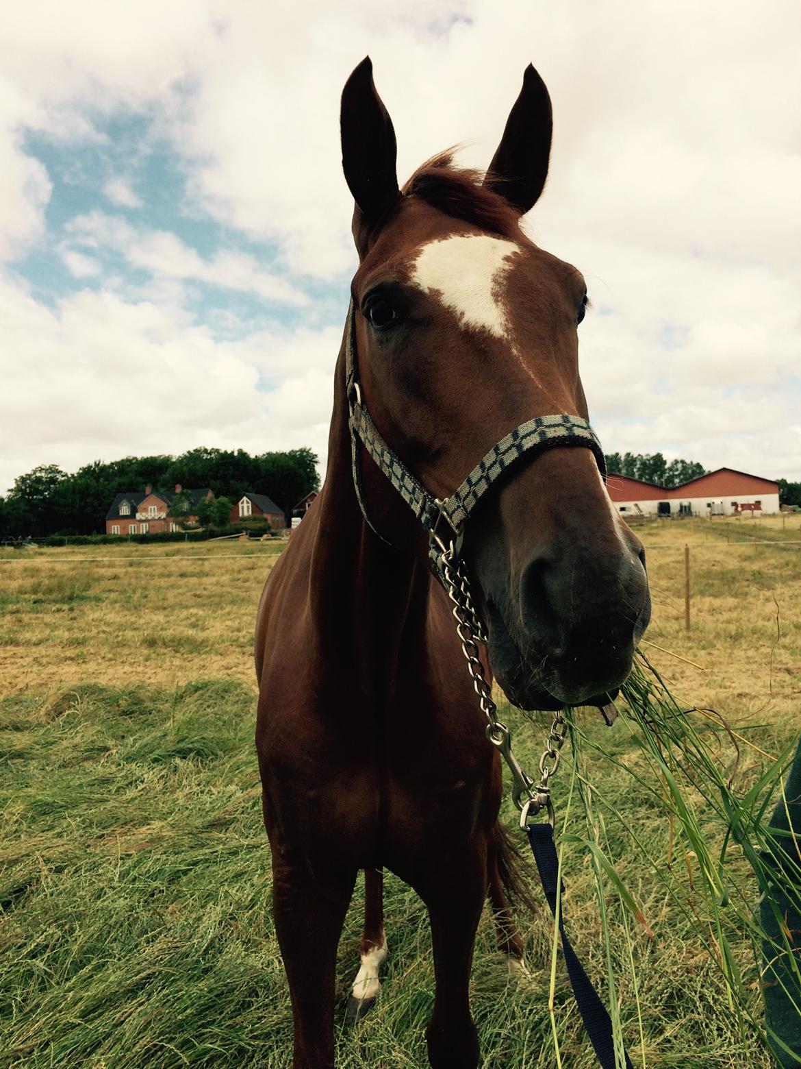 Dansk Varmblod Ejerbækgårds Zackary*Røde* billede 13